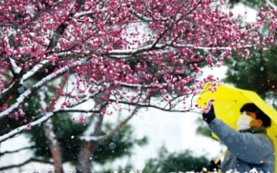  폭설 아랑곳 않고 피어난 매화…봄을 재촉하는 고결한 품격